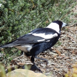 Gymnorhina tibicen at Aranda, ACT - 5 Sep 2010