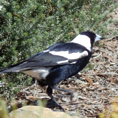 Gymnorhina tibicen (Australian Magpie) at Aranda, ACT - 5 Sep 2010 by KMcCue