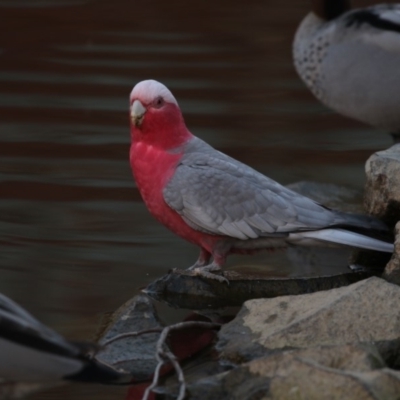 Eolophus roseicapilla (Galah) at Lake Ginninderra - 28 May 2018 by Alison Milton