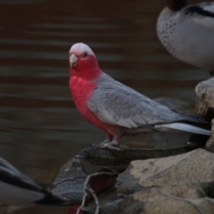 Eolophus roseicapilla (Galah) at Belconnen, ACT - 28 May 2018 by Alison Milton