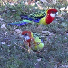 Platycercus eximius (Eastern Rosella) at Ainslie, ACT - 23 May 2018 by jb2602