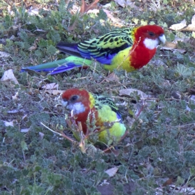 Platycercus eximius (Eastern Rosella) at Ainslie, ACT - 23 May 2018 by jb2602