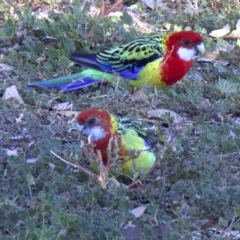 Platycercus eximius (Eastern Rosella) at Ainslie, ACT - 23 May 2018 by jbromilow50