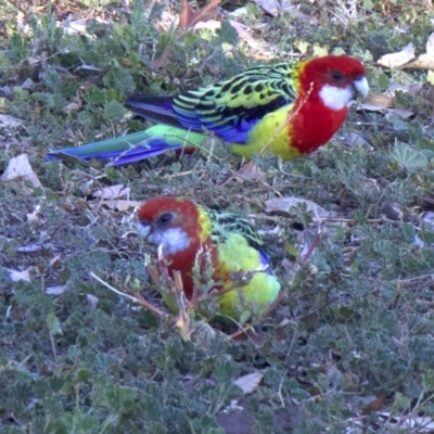Platycercus eximius (Eastern Rosella) at Ainslie, ACT - 23 May 2018 by jbromilow50