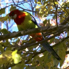 Platycercus eximius (Eastern Rosella) at Ainslie, ACT - 23 May 2018 by jbromilow50