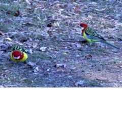 Platycercus eximius (Eastern Rosella) at Ainslie, ACT - 23 May 2018 by jb2602