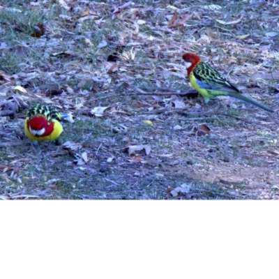 Platycercus eximius (Eastern Rosella) at Ainslie, ACT - 23 May 2018 by jbromilow50