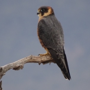 Falco longipennis at Garran, ACT - 27 May 2018