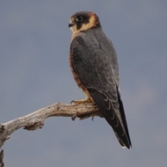 Falco longipennis (Australian Hobby) at Garran, ACT - 27 May 2018 by roymcd