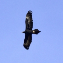 Aquila audax (Wedge-tailed Eagle) at Jeir, NSW - 28 May 2018 by jbromilow50