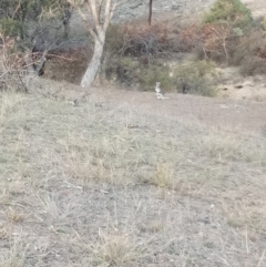 Osphranter robustus (Wallaroo) at Gundaroo, NSW - 27 May 2018 by MPennay