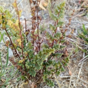 Cheilanthes sieberi at Lake George, NSW - 27 May 2018 04:14 PM