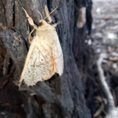 Oxycanus sp. (genus) (Unidentified Oxycanus moth) at Gundaroo, NSW - 27 May 2018 by MPennay