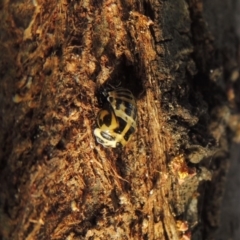 Harmonia conformis (Common Spotted Ladybird) at Conder, ACT - 22 Nov 2017 by MichaelBedingfield