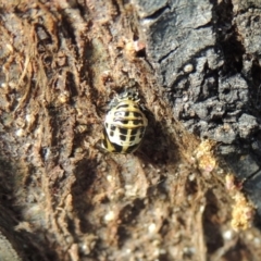 Harmonia conformis at Conder, ACT - 22 Nov 2017 09:22 AM