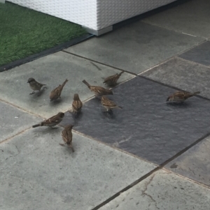 Passer domesticus at Parkes, ACT - 29 May 2018