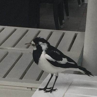 Grallina cyanoleuca (Magpie-lark) at Parkes, ACT - 29 May 2018 by JanetRussell