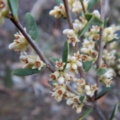 Monotoca scoparia (Broom Heath) at Aranda, ACT - 28 May 2018 by CathB