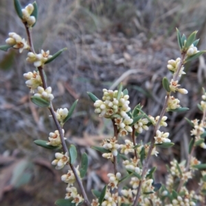 Monotoca scoparia at Aranda, ACT - 28 May 2018 03:40 PM