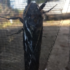 Abantiades atripalpis (Bardee grub/moth, Rain Moth) at Wonboyn, NSW - 15 May 2018 by AlinaJ