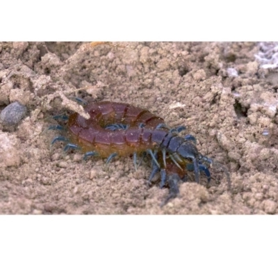 Rhysida nuda (Centipede) at Mulligans Flat - 28 May 2018 by jbromilow50