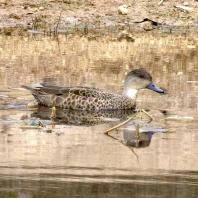 Anas gracilis (Grey Teal) at Gungahlin, ACT - 28 May 2018 by jb2602