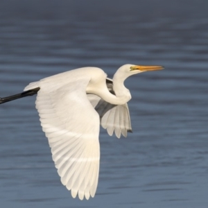 Ardea alba at Merimbula, NSW - 29 May 2018 09:15 AM