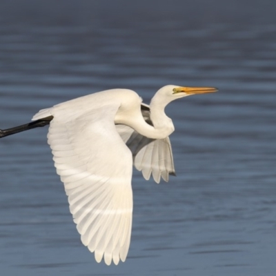 Ardea alba (Great Egret) at Merimbula, NSW - 29 May 2018 by Leo