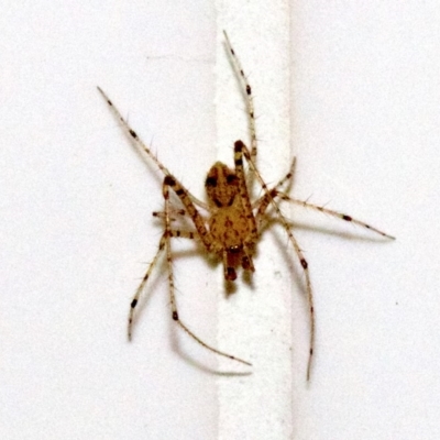 Australomimetus sp. (genus) (Unidentified Pirate spider) at Ainslie, ACT - 21 May 2018 by jbromilow50