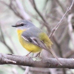 Eopsaltria australis (Eastern Yellow Robin) at Gigerline Nature Reserve - 28 May 2018 by KumikoCallaway