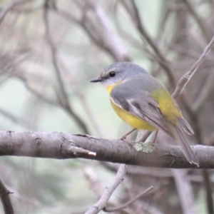 Eopsaltria australis at Tennent, ACT - 28 May 2018