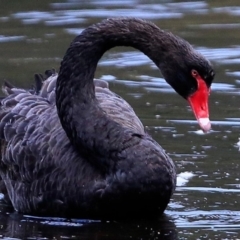 Cygnus atratus (Black Swan) at Undefined - 3 May 2017 by CharlesDove