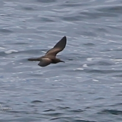 Anous stolidus (Common Noddy) at Undefined - 2 May 2017 by CharlesDove
