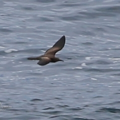 Anous stolidus (Common Noddy) at Undefined - 1 May 2017 by Charles Dove