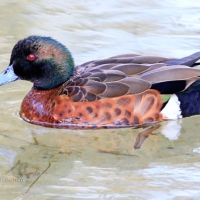 Anas castanea (Chestnut Teal) at Burrill Lake, NSW - 5 May 2017 by Charles Dove