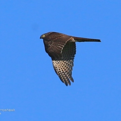 Accipiter cirrocephalus (Collared Sparrowhawk) at Undefined - 4 May 2017 by Charles Dove