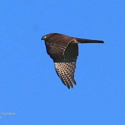 Tachyspiza cirrocephala (Collared Sparrowhawk) at Undefined - 5 May 2017 by CharlesDove