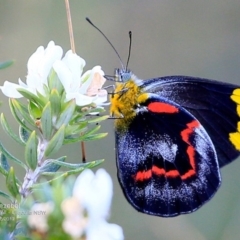 Delias nigrina (Black Jezebel) at Ulladulla Reserves Bushcare - 1 May 2017 by Charles Dove