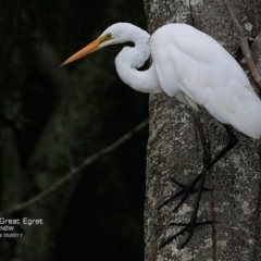 Ardea alba (Great Egret) at Burrill Lake, NSW - 2 May 2017 by Charles Dove