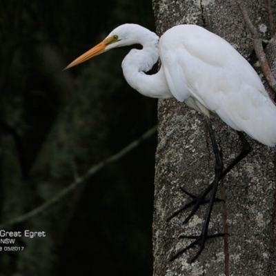 Ardea alba (Great Egret) at Wairo Beach and Dolphin Point - 1 May 2017 by Charles Dove