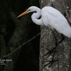Ardea alba (Great Egret) at Burrill Lake, NSW - 1 May 2017 by Charles Dove