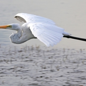 Ardea alba at Burrill Lake, NSW - 2 May 2017 12:00 AM