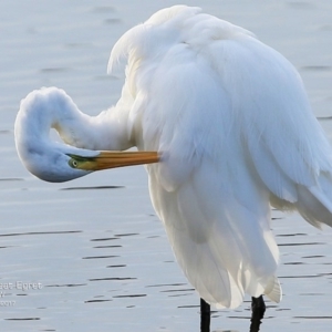 Ardea alba at Burrill Lake, NSW - 2 May 2017 12:00 AM