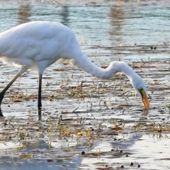 Ardea alba at Burrill Lake, NSW - 2 May 2017 12:00 AM