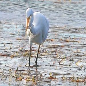 Ardea alba at Burrill Lake, NSW - 2 May 2017 12:00 AM