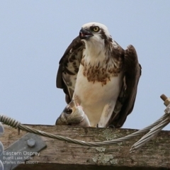 Pandion haliaetus (Osprey) at Undefined - 1 May 2017 by Charles Dove