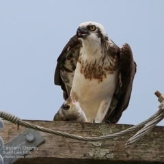 Pandion haliaetus (Osprey) at Undefined - 2 May 2017 by CharlesDove