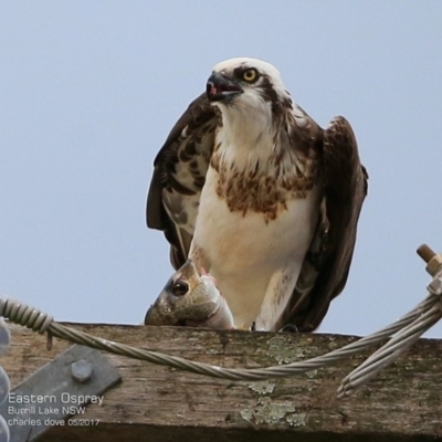 Pandion haliaetus (Osprey) at Undefined - 2 May 2017 by CharlesDove