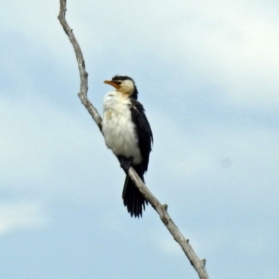 Microcarbo melanoleucos (Little Pied Cormorant) at Fyshwick, ACT - 29 May 2018 by RodDeb