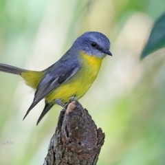 Eopsaltria australis (Eastern Yellow Robin) at - 4 May 2018 by Charles Dove